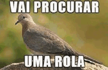 a pigeon is perched on top of a rock with the words `` vai procurar uma rola '' written on it .