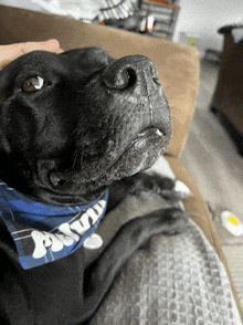 a black dog wearing a bandana that says " astrid "