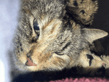 a close up of a cat 's face with a red nose