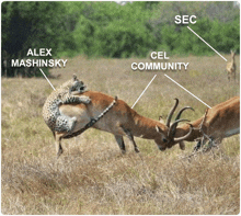 a picture of a cheetah being attacked by an antelope with alex mashinsky and cel community written on it