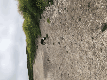 a black and white dog is walking down a gravel road