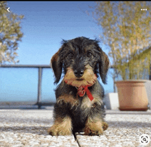 a small dog wearing a red bow around its neck