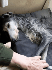 a gray dog laying on a black blanket with a person 's hand on it