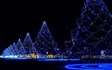 a row of christmas trees are lit up in blue and white lights