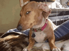 a brown dog wearing a pink collar is laying on a blanket