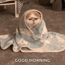 a cat wrapped in a blanket with the words " good morning " above it