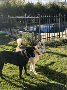 two dogs are standing next to each other in the grass