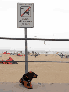 a dog sits in front of a sign that says " divieto di accesso ai cani "