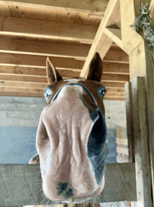 a close up of a horse 's nose with a wooden roof in the background