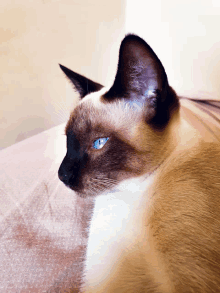 a siamese cat with blue eyes is looking to the side