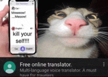 a picture of a cat next to a phone that says kill your self on it