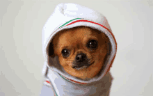 a small brown dog wearing a hooded sweatshirt