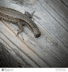 a lizard is sitting on top of a wooden surface .