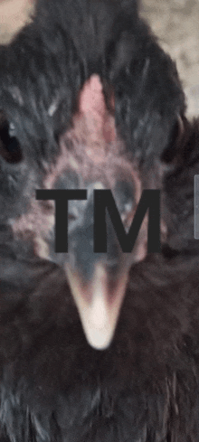 a close up of a bird 's face with the letters tm on it