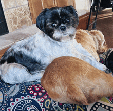 a shih tzu dog laying on top of another dog on a couch