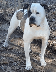 a black and white dog standing in the dirt looking at the camera