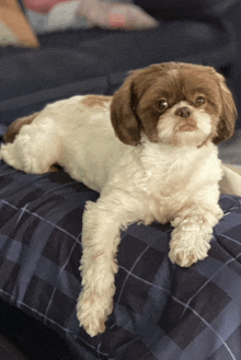 a brown and white shih tzu dog laying on a blue plaid blanket