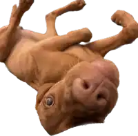 a brown dog laying upside down on its back