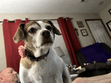 a brown and white dog with a pink bow on its neck looks at the camera