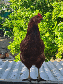 a brown chicken with a red crest stands on a white roof