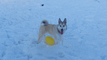 a dog is standing in the snow with a yellow frisbee