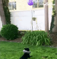 a dog is playing with a frisbee in a backyard with a purple balloon in the background that says the petcollective