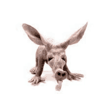 a stuffed aardvark with its tongue hanging out is crawling on the ground on a white background .