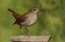 a small brown bird perched on a rock with a green background