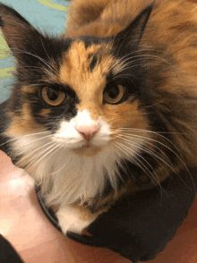 a close up of a calico cat 's face