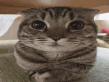 a close up of a cat sitting on a table with its arms crossed .