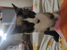 a black and white cat is laying on a bed with a sunflower blanket