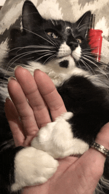 a person holding a black and white cat 's paws