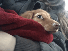 a dog is wrapped in a red blanket and looking at the camera