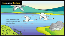 a cartoon of birds flying over a body of water with the words ecological system