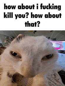 a picture of a cat with the caption how about i fucking kill you