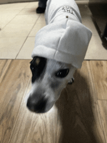 a black and white dog wearing a white shirt that says ' the dog ' on it