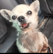 a small white dog is sitting in the back seat of a car and smiling at the camera .