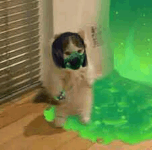 a cat wearing a gas mask is standing next to a green liquid on the floor .