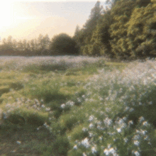 a field of flowers with trees in the background and the sun shining through the trees