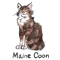 a drawing of a cat with the name maine coon written below it