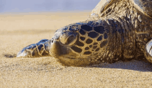 a sea turtle laying on the sand with its head in the sand