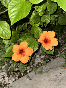 two orange flowers with red centers are surrounded by greenery