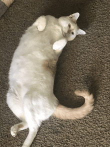 a white cat is laying on its back on a grey carpet