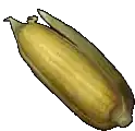 a close up of a corn on the cob with a green husk on a white background .