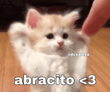 a picture of a cat with the words abracito < 3 on the bottom