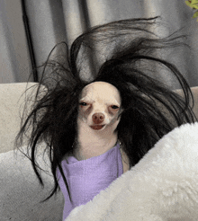 a chihuahua wearing a wig and a purple shirt is laying on a couch