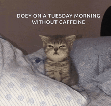 a kitten is sitting on a bed with the words doey on a tuesday morning without caffeine