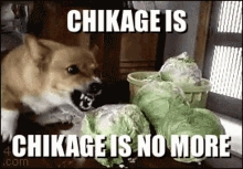 a picture of a dog with the caption chikage is chikage is no more