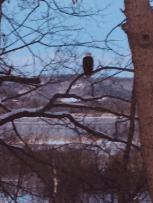 a bald eagle perched on a tree branch with a river in the background