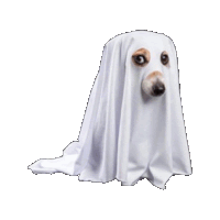 a dog is dressed as a ghost with a white sheet over its head